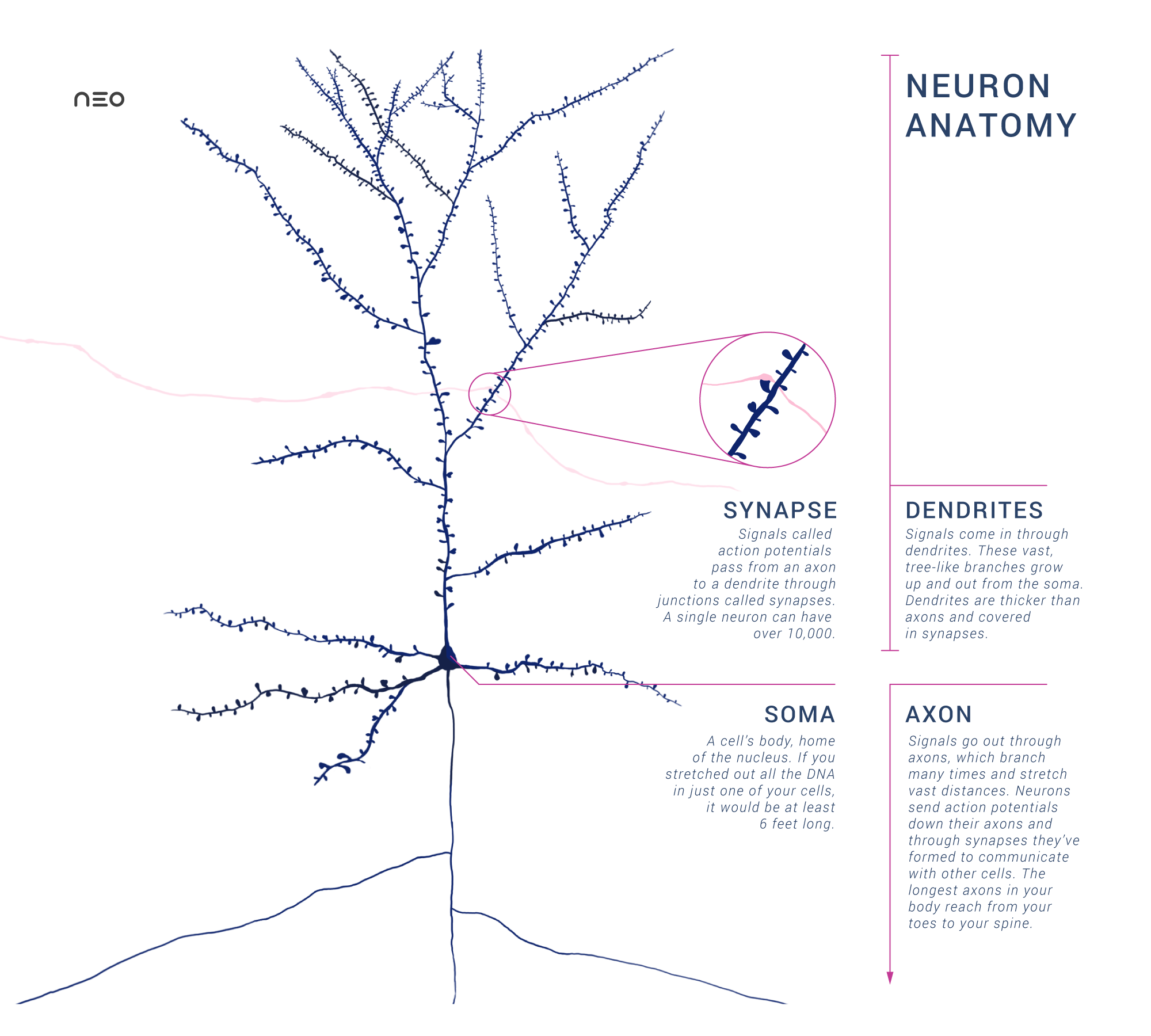 How to build a brain – An introduction to neurophysiology for engineers